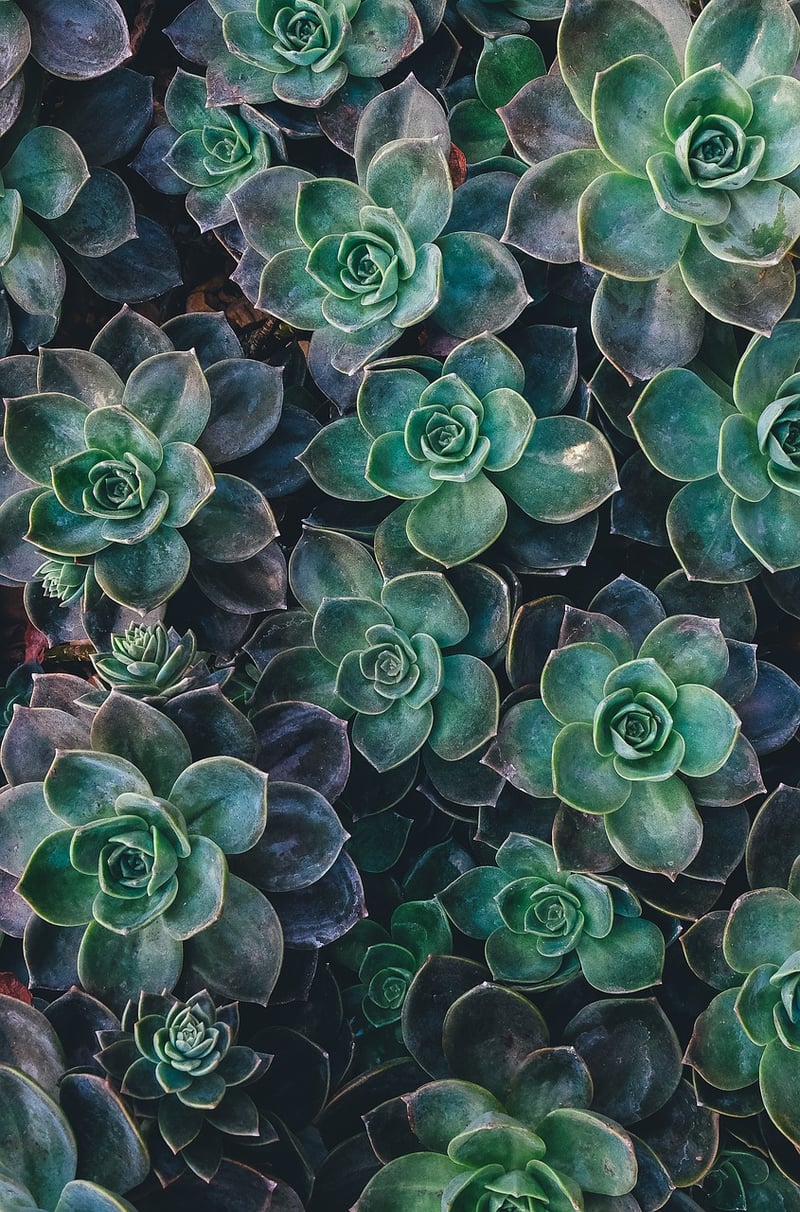 Succulent Sanctuary Designs
