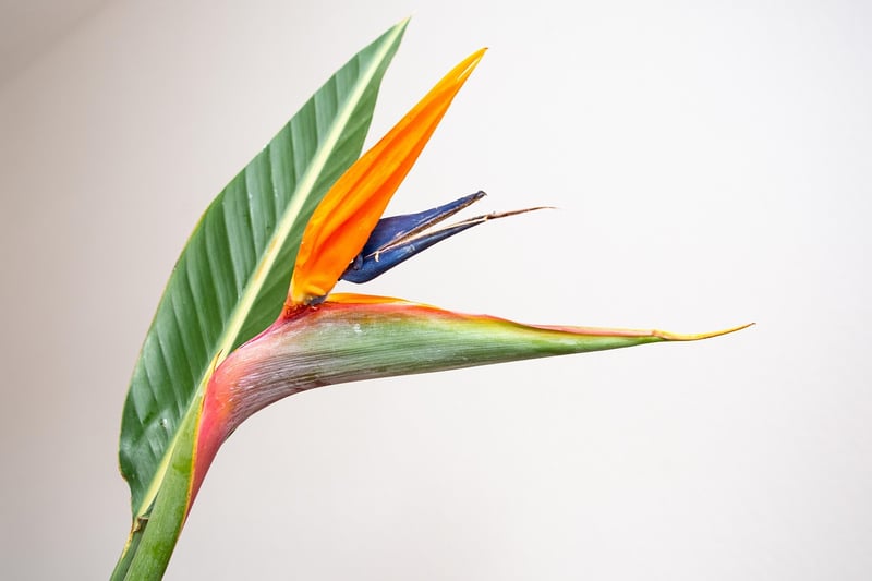 Tropical Paradise Hideaways