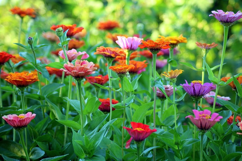 Garden with flowers