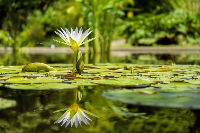 Garden Water Feature