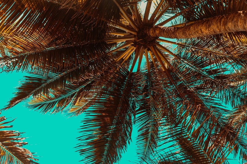 Tropical garden
